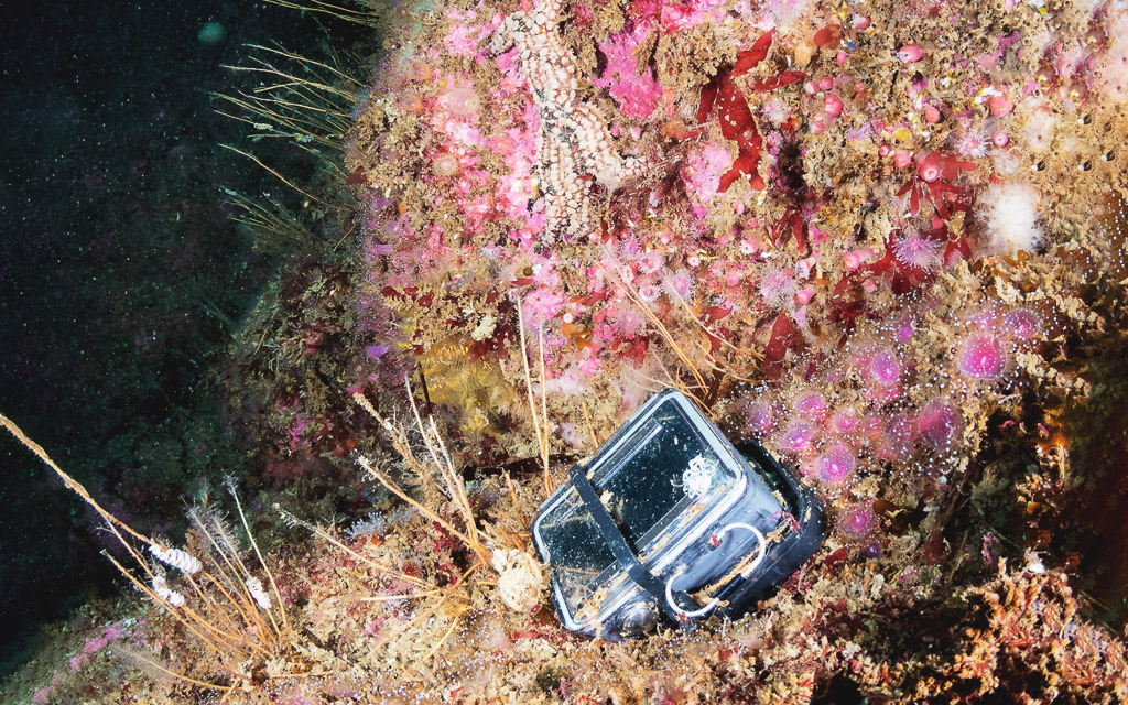 Image of a lost go pro on a submerged reef