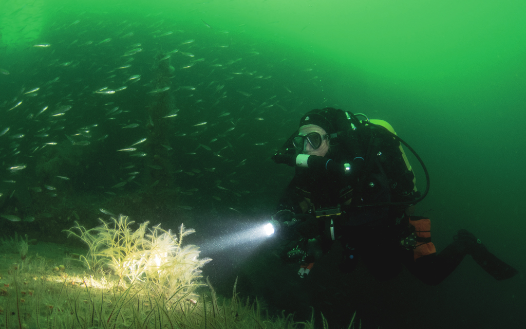 Diver in full SCUBA gear illuminating the seabed with a torch