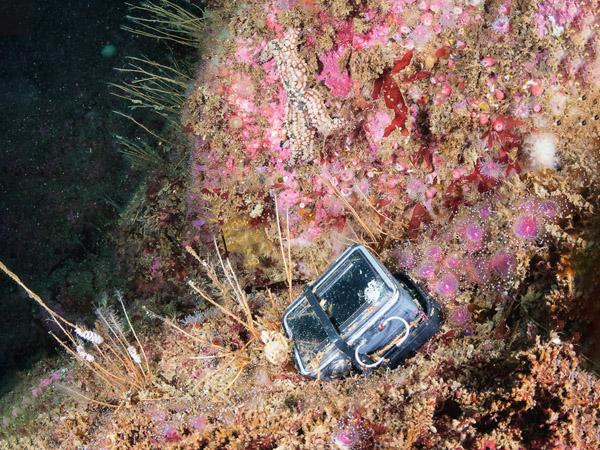 Image of a lost go pro on a submerged reef