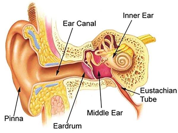 anatomical diagramof the parts of the ear (outer, middle and inner)