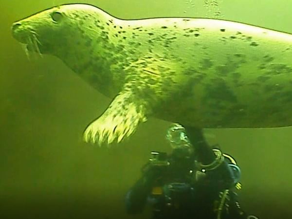 Thumbnail photo for BSAC North Gloucester diving club encounters seal in Farne Islands