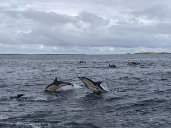 Thumbnail photo for BSAC lobbies for cetaceans in Scotland