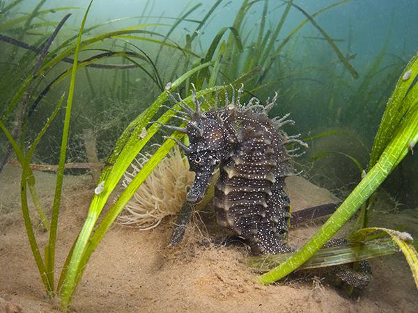 Thumbnail photo for Defra release new marine and coastal wildlife code
