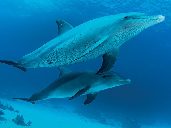 Thumbnail photo for Intelligence in the sea: whales and dolphins