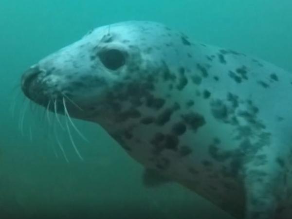 Thumbnail photo for Hackney SAC scuba diving with seals Farne Islands