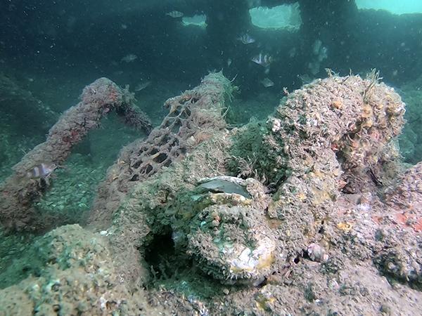 Thumbnail photo for New BSAC diving project to support UK oysters