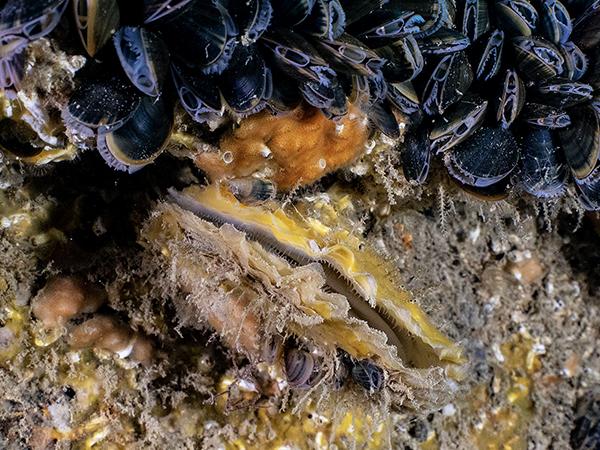 Thumbnail photo for BSAC members recognised in Zoological Society's Native Oyster Quest