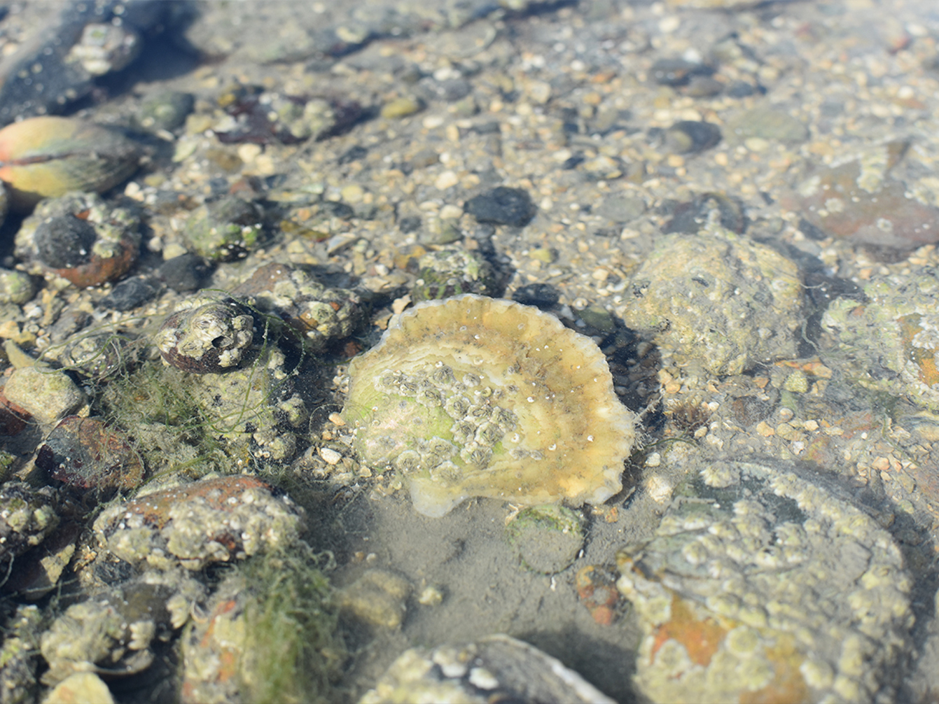Native oyster intertidal rockpool