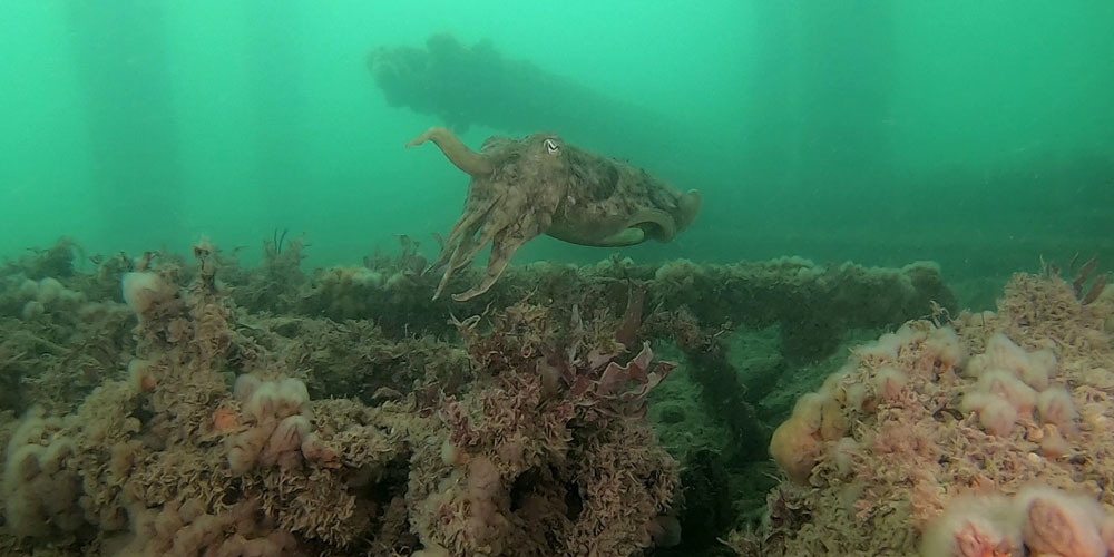 A cuttlefish under Totland Pier