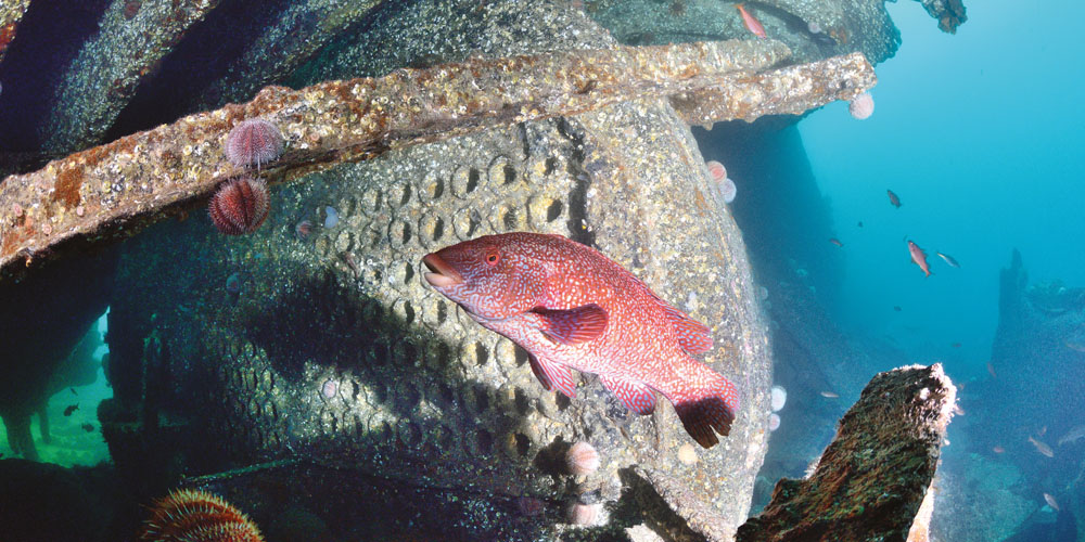 A friendly ballan wrasse obscures a photo of the boiler of SS Jane