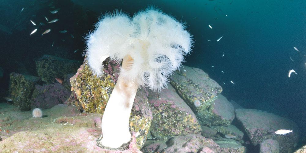 A single plumose anemone at the bottom of the cliff wall at Grut Wick