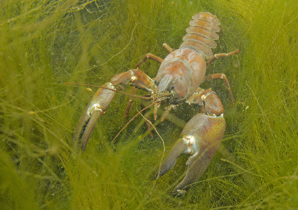 American Signal Crayfish