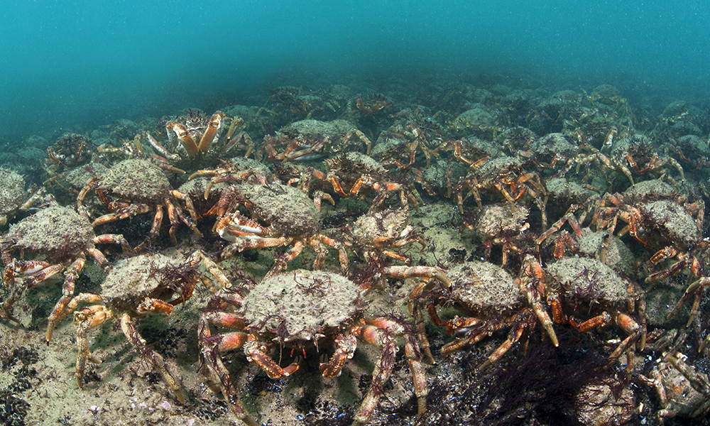 Spider crabs swarm on sea floor