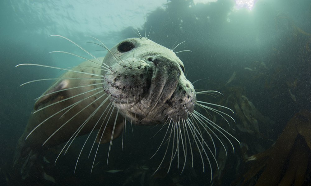 Grey seals are playful and curious and will often approach divers