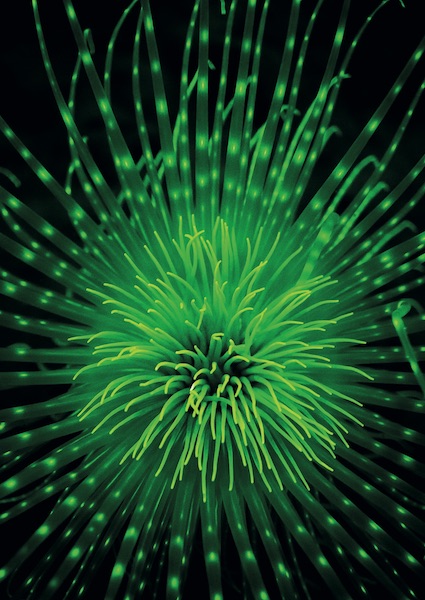 Central mass of a firework anemone