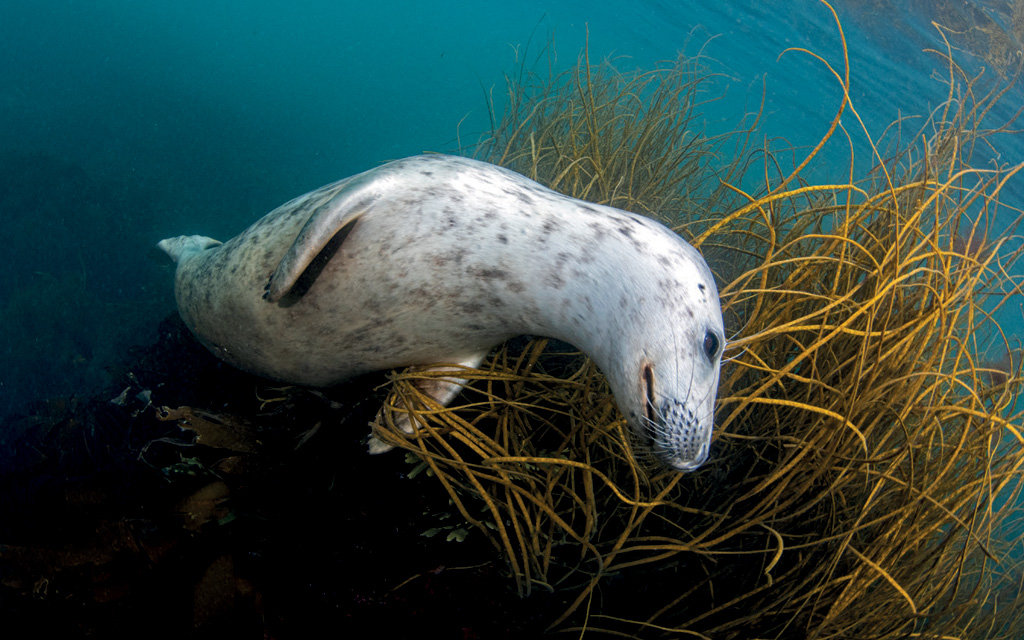 Five ways to snorkel greener British SubAqua Club