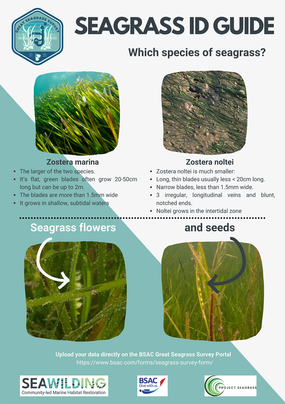 Seagrass ID guide