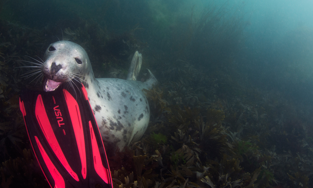 Jane Morgan - Open Water - UK - Wildlife - Grey seal going to nibble on a divers flipper