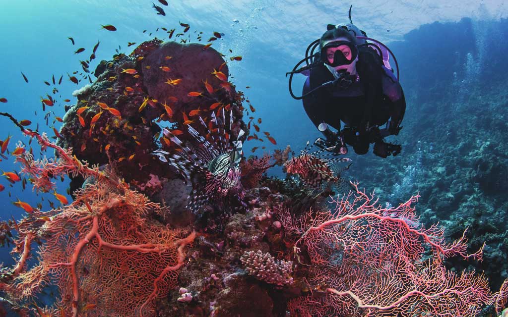 Diver over a reef in clear water