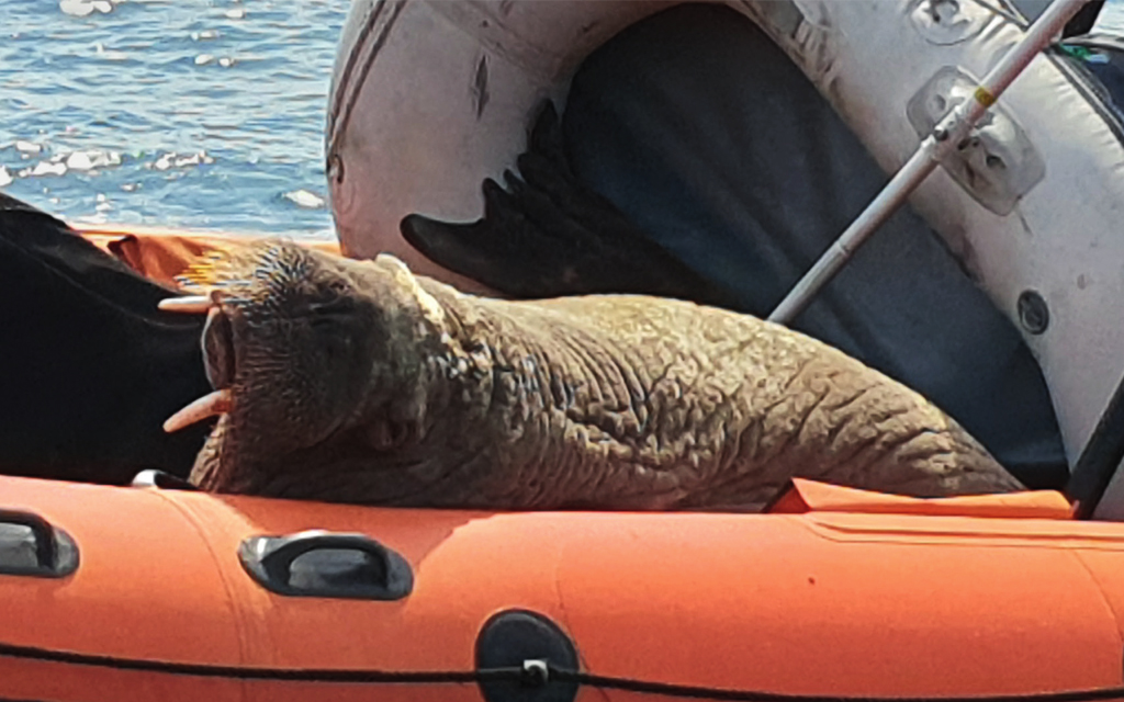 Wally the walrus resting on an orange rib, bent in two from his weight