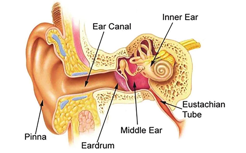 anatomical diagramof the parts of the ear (outer, middle and inner)