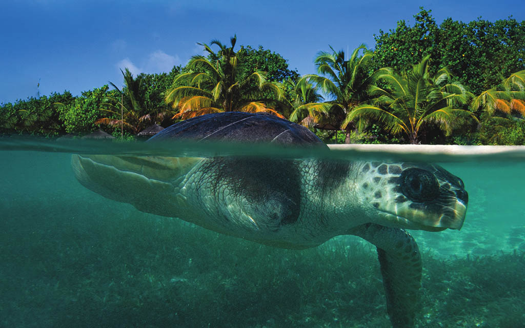 Sea turtle floating on the surface with a tropical beach in the background