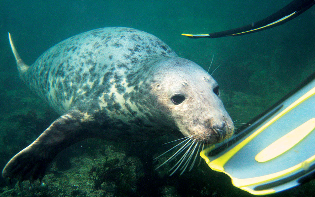 A curious seal investigates Paul Friday's scuba equipment