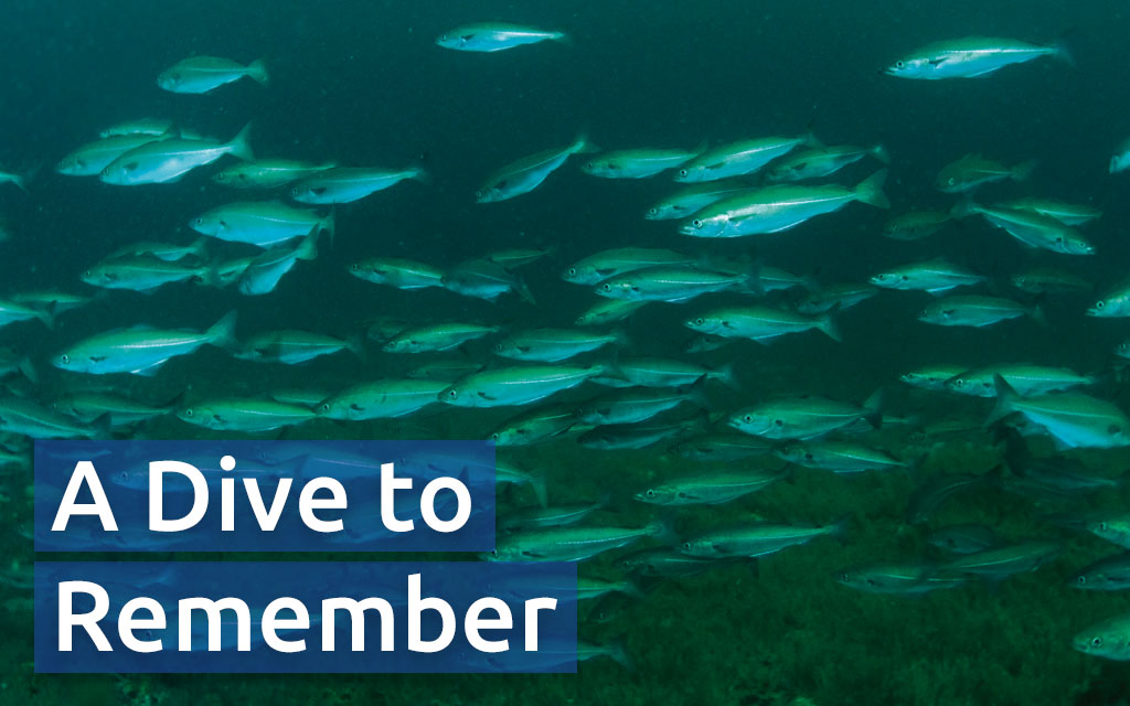 Image of a school of fish in murky waters