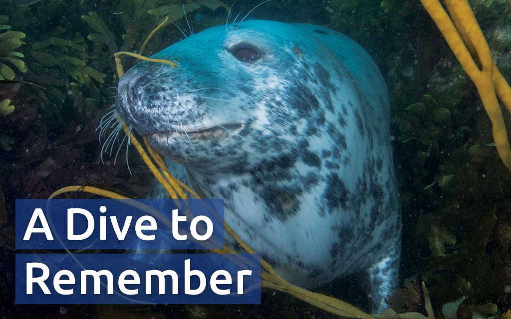 A playful seal at home in the kelp and thongweed