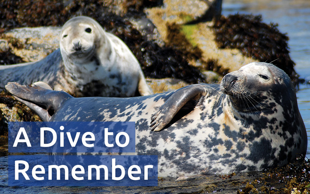 A pair of plump grey seals sunning themselves on wet rocks