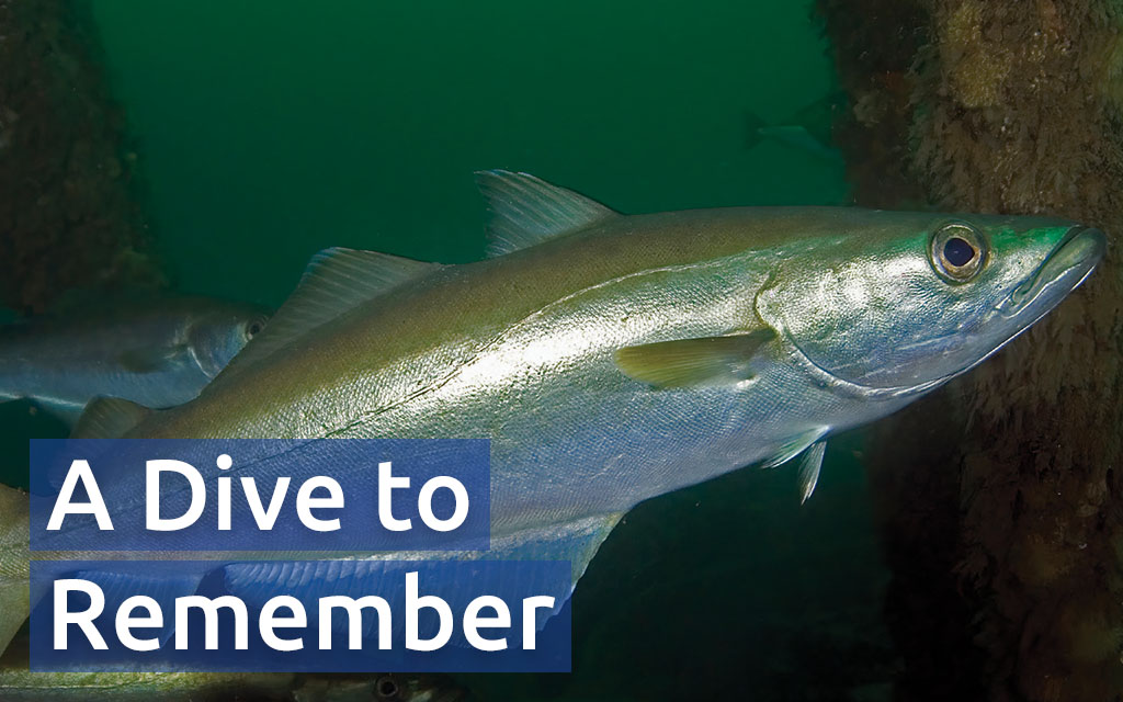 Close up of a fish at the Inner Lees shipwreck