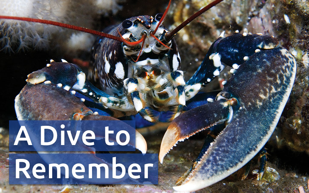 Close up of a blue-white lobster with magnificent claws