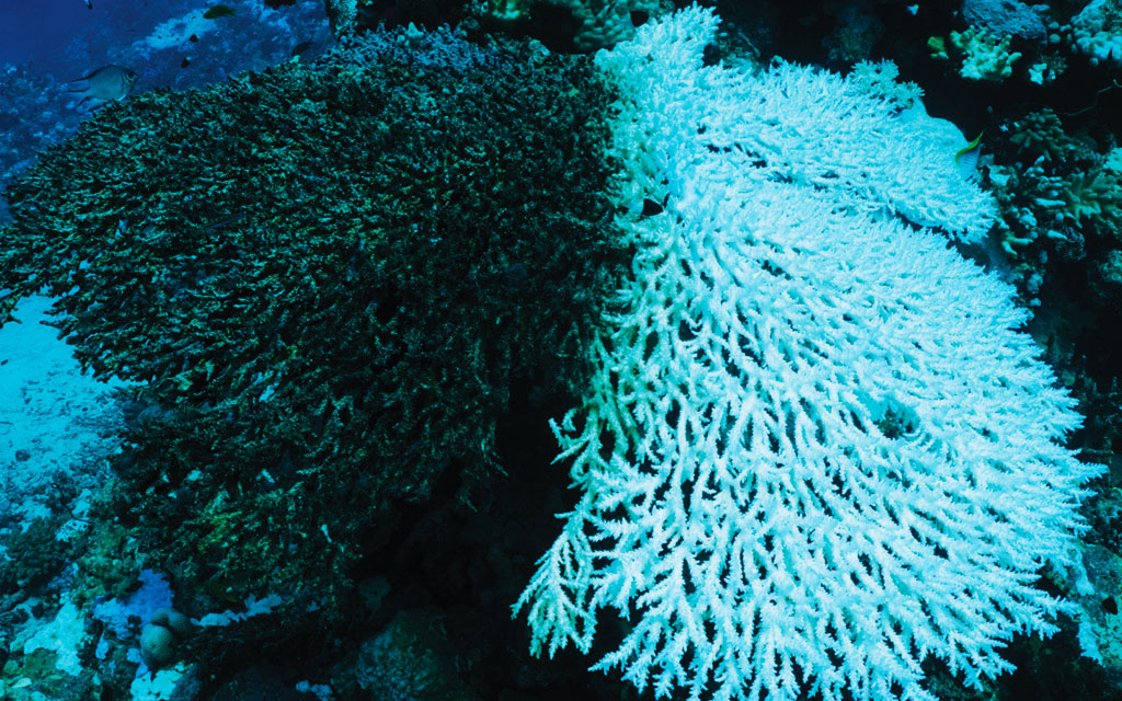 Image of a bleached coral