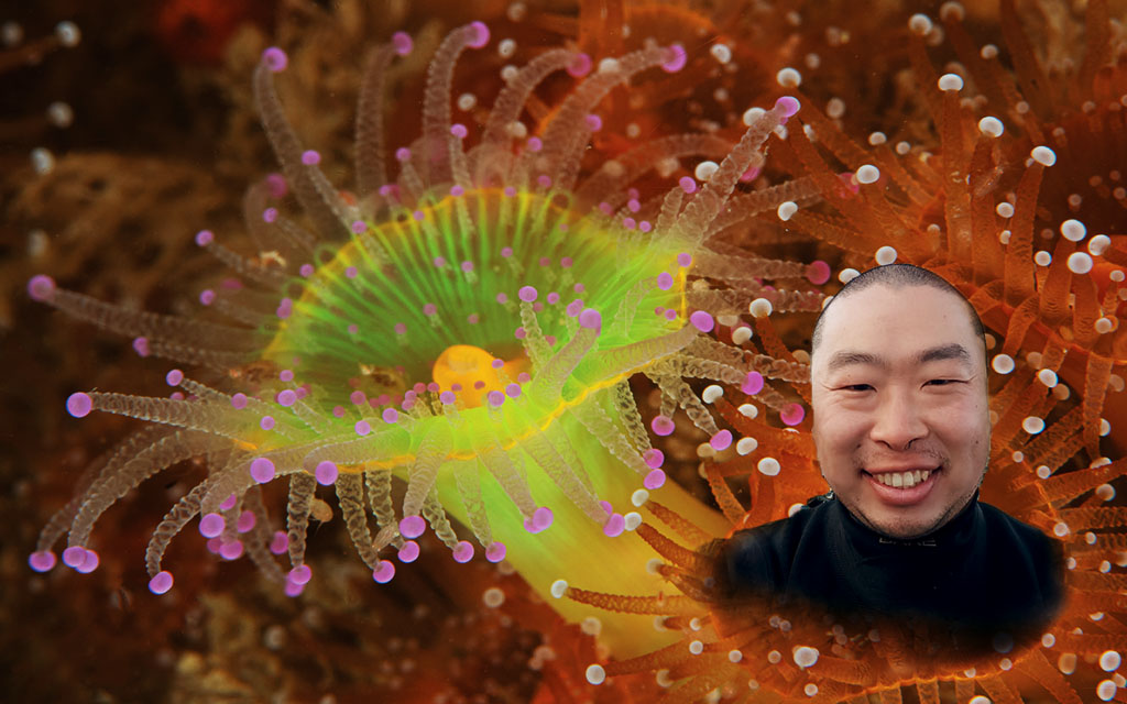 Picture of a Jewel anemone in Scilly waters, portrait of Yo-Han Cha overlaid