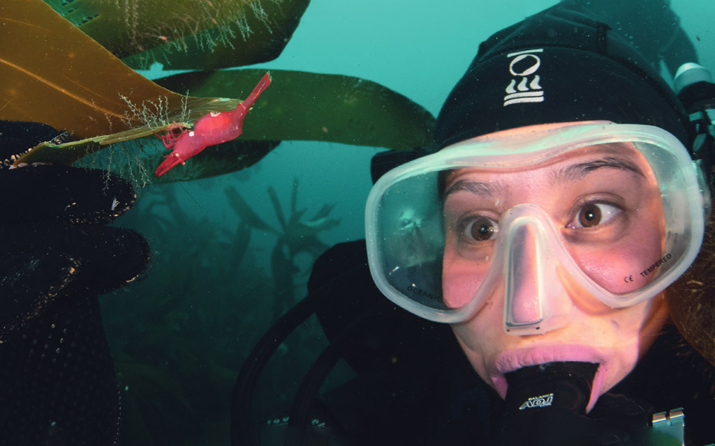Curious Kirsty finds a rare shrimp in a kelp forest
