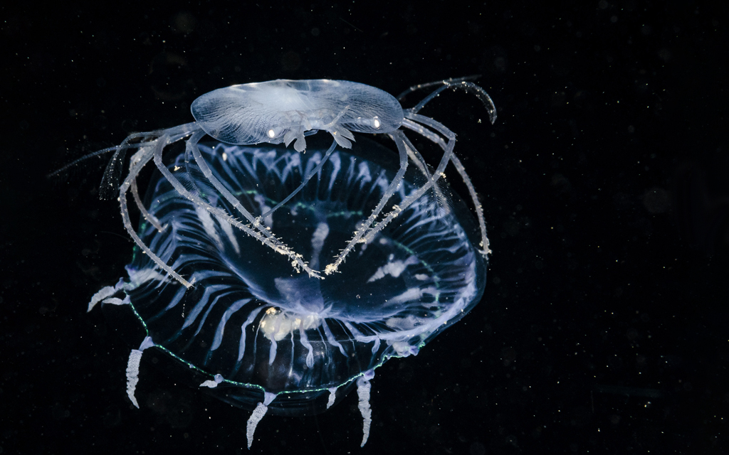 Crab-like, translucent Larval crustacean riding a similarly translucent jelly, Indonesia