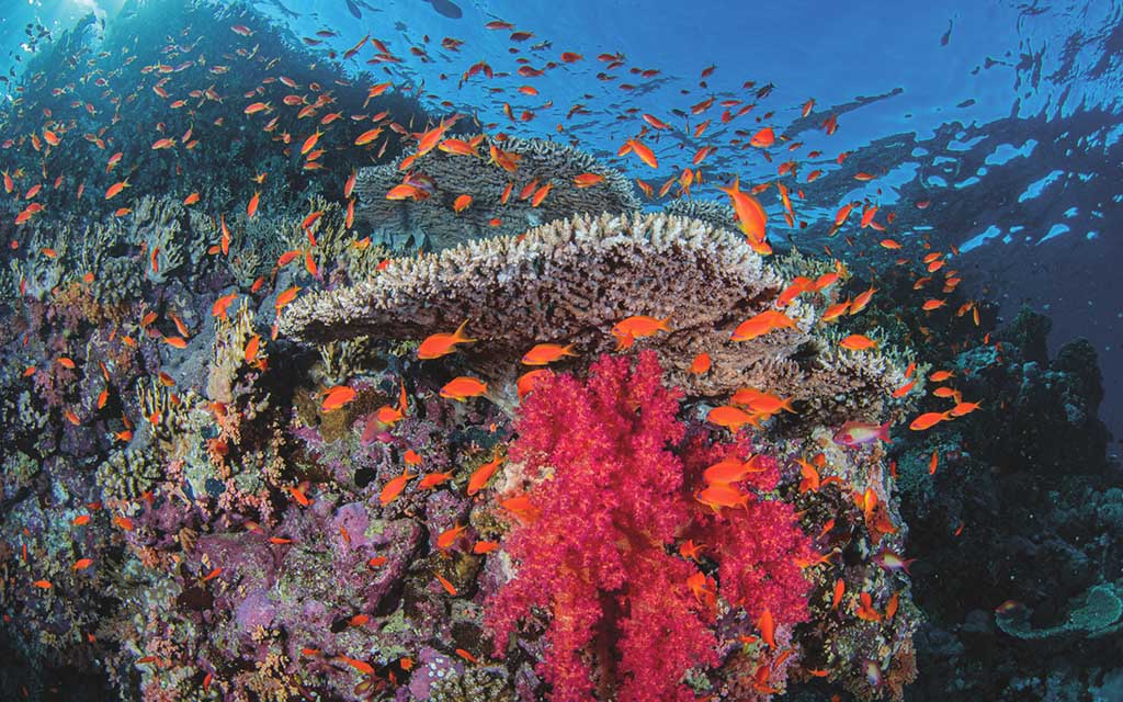 Lively coral reef in the Red Sea