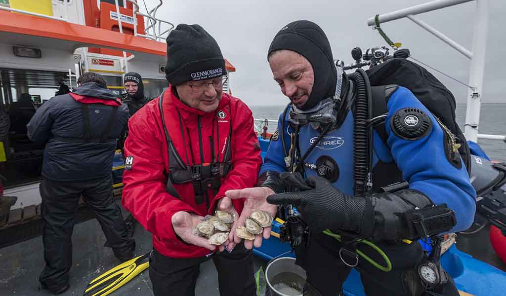 Glenmorangie distillery returns 20,000 oysters to the sea near its home