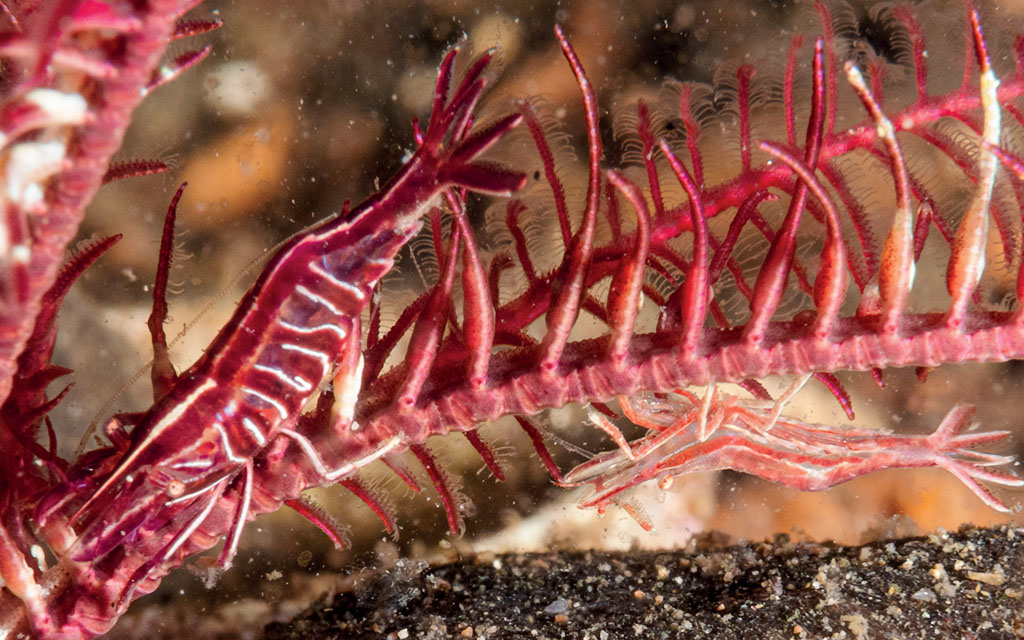 Two blood red shrimps camouflaged on the stalk of a crimson featherstar