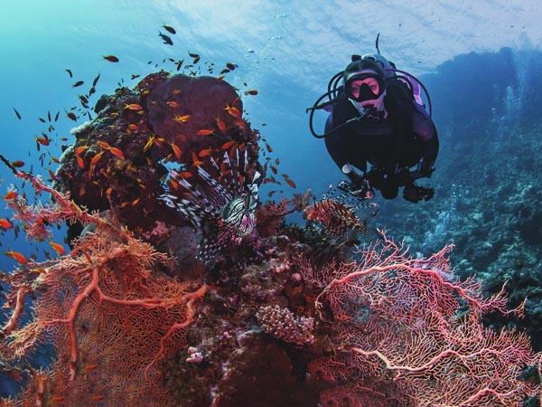 Diver over a reef in clear water