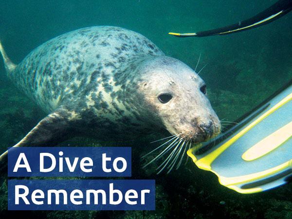A curious seal investigates Paul Friday's scuba equipment