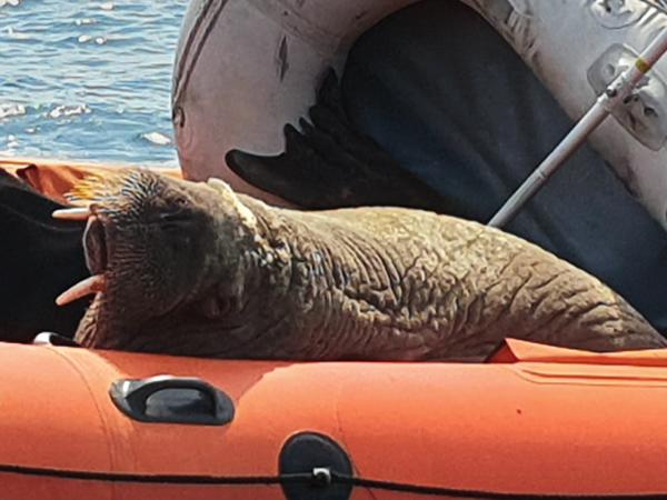 Wally the walrus resting on an orange rib, bent in two from his weight