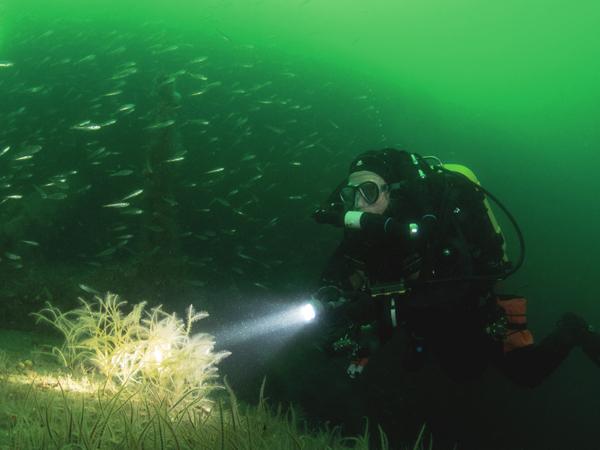 Diver in full SCUBA gear illuminating the seabed with a torch