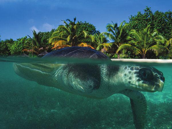 Sea turtle floating on the surface with a tropical beach in the background