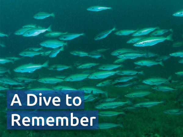 Image of a school of fish in murky waters