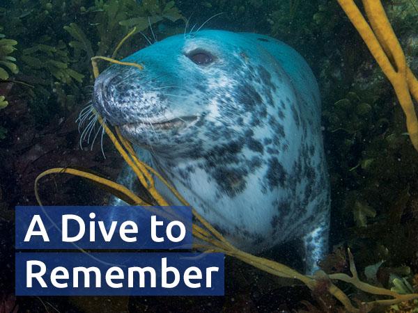 A playful seal at home in the kelp and thongweed