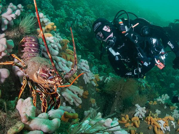 Thumbnail photo for How big is a crawfish? That depends on your preconceptions...
