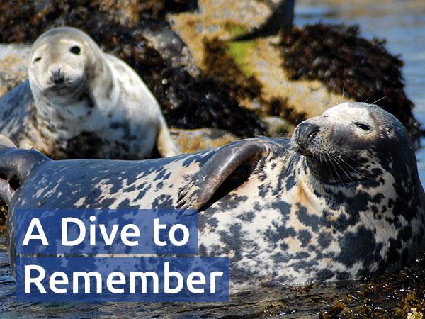 A pair of plump grey seals sunning themselves on wet rocks