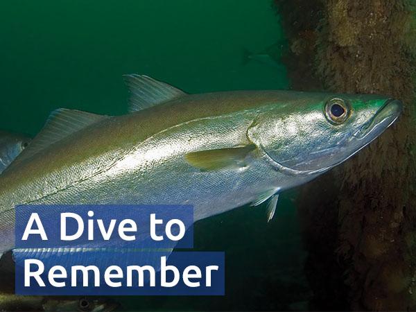 Close up of a fish at the Inner Lees shipwreck