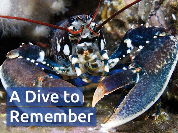 Close up of a blue-white lobster with magnificent claws